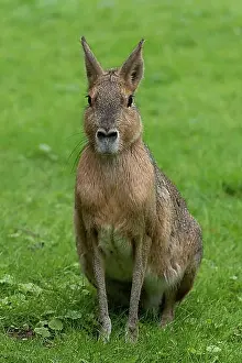 Germany Prints: Patagonian mara (Dolichotis patagonum), sitting on green meadow, captive, Germany, Europe