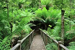 Australasia Prints: Path, Dandenong Ranges National Park, Victoria, Australia