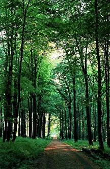 Springtime Prints: Path through deciduous forest on a spring morning