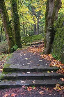 Woody Plant Prints: A path and steps through the woodland in the Columbia River Gorge