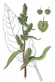 Cutting Prints: Patience Dock or Garden Patience (Rumex patientia L)