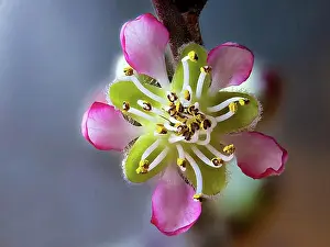 Springtime Prints: Peach blossom (Prunus persica), Braunschweig, Lower Saxony, Germany, Europe