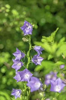 Alfresco Prints: Peach-leaved bellflower, Campanula persicifolia, flower with dewdrops