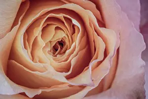 Rose Prints: Peach rose blooming in spring garden