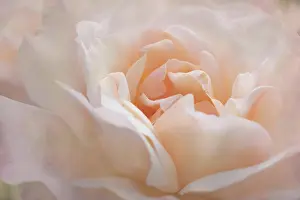 Rose Prints: Peach rose blooming in spring garden