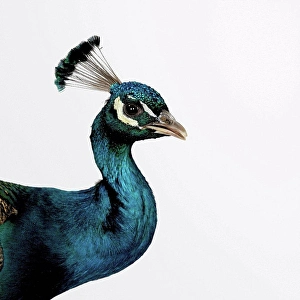 Colored Background Prints: Peacock