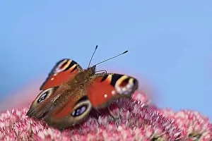 North Rhine Westphalia Prints: Peacock butterfly (Aglais io) searches for nectar in the flowers of the stonecrop (Hylotelephium)