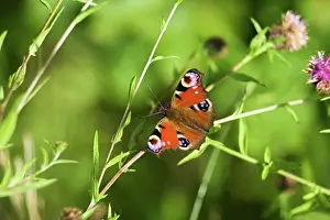 Summers Prints: Peacock butterfly Inachis io on a sunny summers day Shropshire England United Kingdom GB Great Britain British Isles