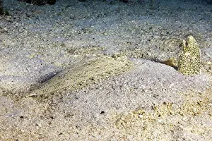 Tooth Prints: A Peacock flounder (Bothus mancus) and a Freckled snake eel (Callechelys lutea) share a moment in the sand