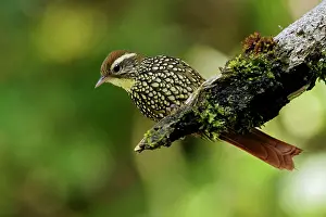Rainforest Prints: Pearled Treerunner (Margarornis squamiger) perched on a branch in the Andes Mountains of Colombia