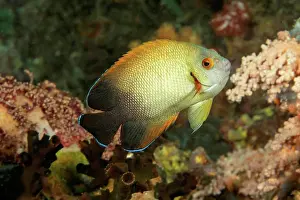 Conservation Prints: A Pearlscale angelfish or half black angelfish (Centropyge vrolikii) on a reef; Philippines