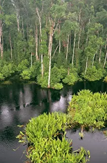 Peat swamp forest beside the blackwater Sekonyer River during monsoon floods Peat swamp forests are home to Orang-utan