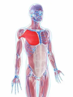 Top Section Prints: Pectoralis major muscle, artwork