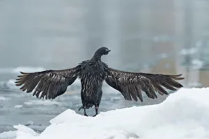 The Natural World Prints: Pelagic Cormorant (Phalacrocorax pelagicus) drying wings