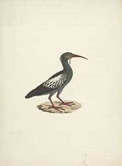 Cream Laid Paper Prints: Pelecanus Onocrotalus Great White Pelican James Bruce