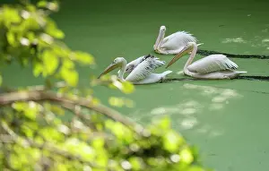 Pelican Prints: Pelican birds in a pond at Assam State zoo cum Botanical garden in Guwahati on 9 December 2023