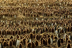 Animal Wildlife Prints: Pengins as far as the eye can see