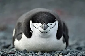 Penguin Prints: Penguin Animal Bird No People Outdoors Animal Wildlife