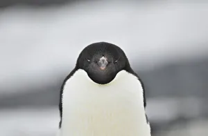 Animal Wildlife Prints: Penguin Animal Bird No People Outdoors Animal Wildlife