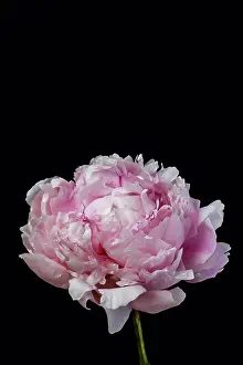 Flower Head Prints: Peony flower against black background, close up