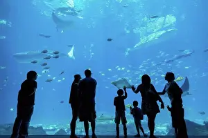 Curiosity Prints: People admiring fish in aquarium