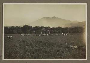 Voorkeursbeeld Prints: People in a potato field in Lembang; Retting to the potatoes in Lembang