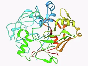 Protein Prints: Pepsinogen. Molecular model of pepsinogen