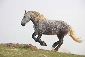Grey Prints: percheron - galloping on meadow