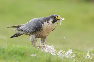 Prey Prints: Peregrine Falcon (Falco peregrinus) adult