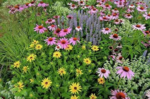 Rosy Prints: Perennial flowers in the garden, purple cone flower (Echinacea purpurea)