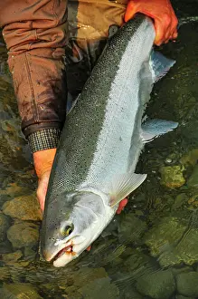 Fly Fishing Prints: A perfect Steelhead caught with a fly and released