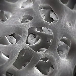 Physiology Prints: Perforated formations of cancellous or spongy bone