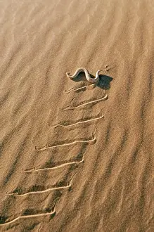 Animal Prints: PERINGUEYՓ DESERT ADDER - sidewinding across sand