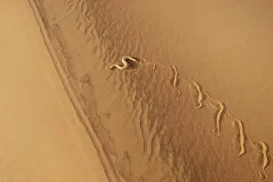 Arid Prints: Peringuey's Adder (Bitis peringueyi) adult