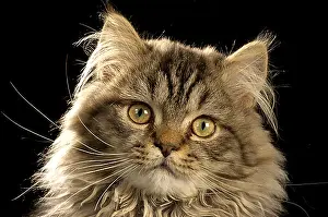 Studio Shots Prints: Persian Cat (crossbreed)