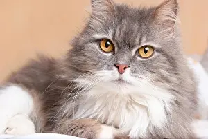 Nahaufnahme Prints: persian cat persian cat Copyright: xZoonar.com/SergeyxPetermanx 2209147