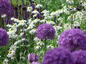 Flowering Plant Prints: Persian onion (Allium christophii)