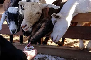 Licking Prints: A person feeding a group of funny goats
