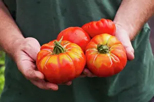 Cultivated Land Prints: A person holding a handful of freshly picked large striped beefsteak tomatoes