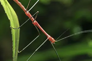 Ecuador Prints: Peruvian fern stick insect, Peruvian stick insect (Oreophoetes peruana) male