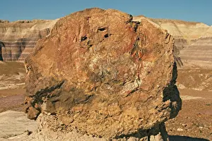 Arizona Prints: A petrified tree trunk, once buried by silt