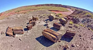 Pink Prints: Petrified Wood on the summit of Squared Off Butte along the Onyx Trail in Petrified Forest National Park Arizona