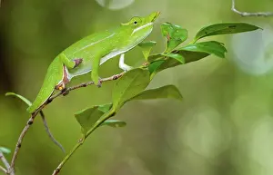 Woods Prints: Petter's White-Lipped chameleon (Furcifer petteri) foraging amongst the understory