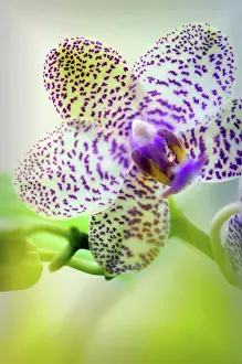 Expressive Prints: Phalaenopsis cultivar, Orchid, Moth orchid, White subject