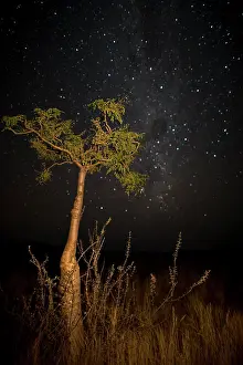 Arid Prints: Phantom tree (Moringa ovalifolia) with nighttime stars and the Milky Way, Sesriem, Namibia
