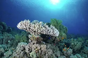 Corals Prints: Pharaohs antler coral (Acropora pharaonis) in the backlight