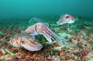 Courting Prints: Four Pharoah Cuttlefish, Sepia pharaonis