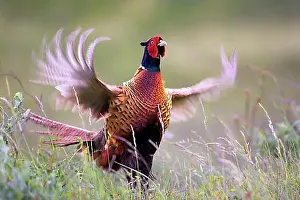 Adult Male Prints: Pheasant (Phasianus colchicus) courtship, territory, male, Texel, The Netherlands, Europe