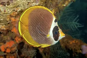 Polyp Prints: The Philippine butterflyfish (Chaetodon adiergastos) is also known as a Panda butterflyfish; Bali