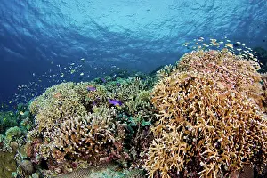 Undersea Prints: Philippines, A reef scene with hard coral and schooling Anthias Basslet fish Pseudanthias squamipinnis